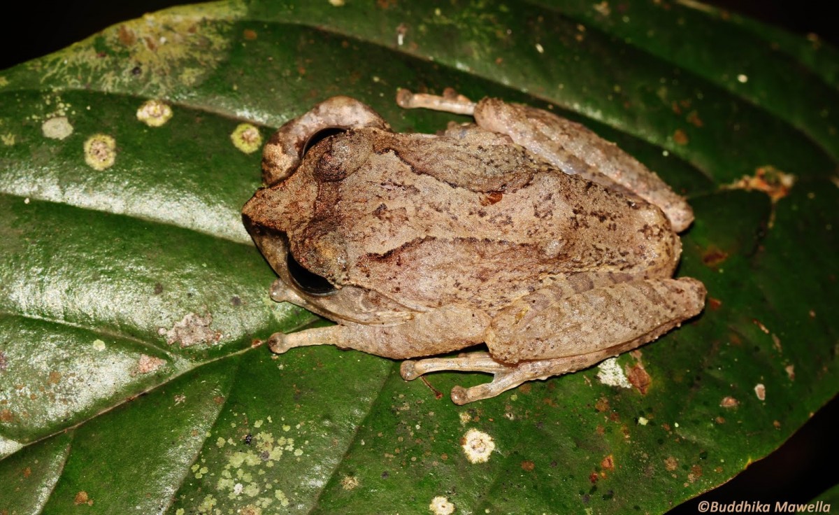 Pseudophilautus lunatus Manamendra-Arachchi & Pethiyagoda, 2005